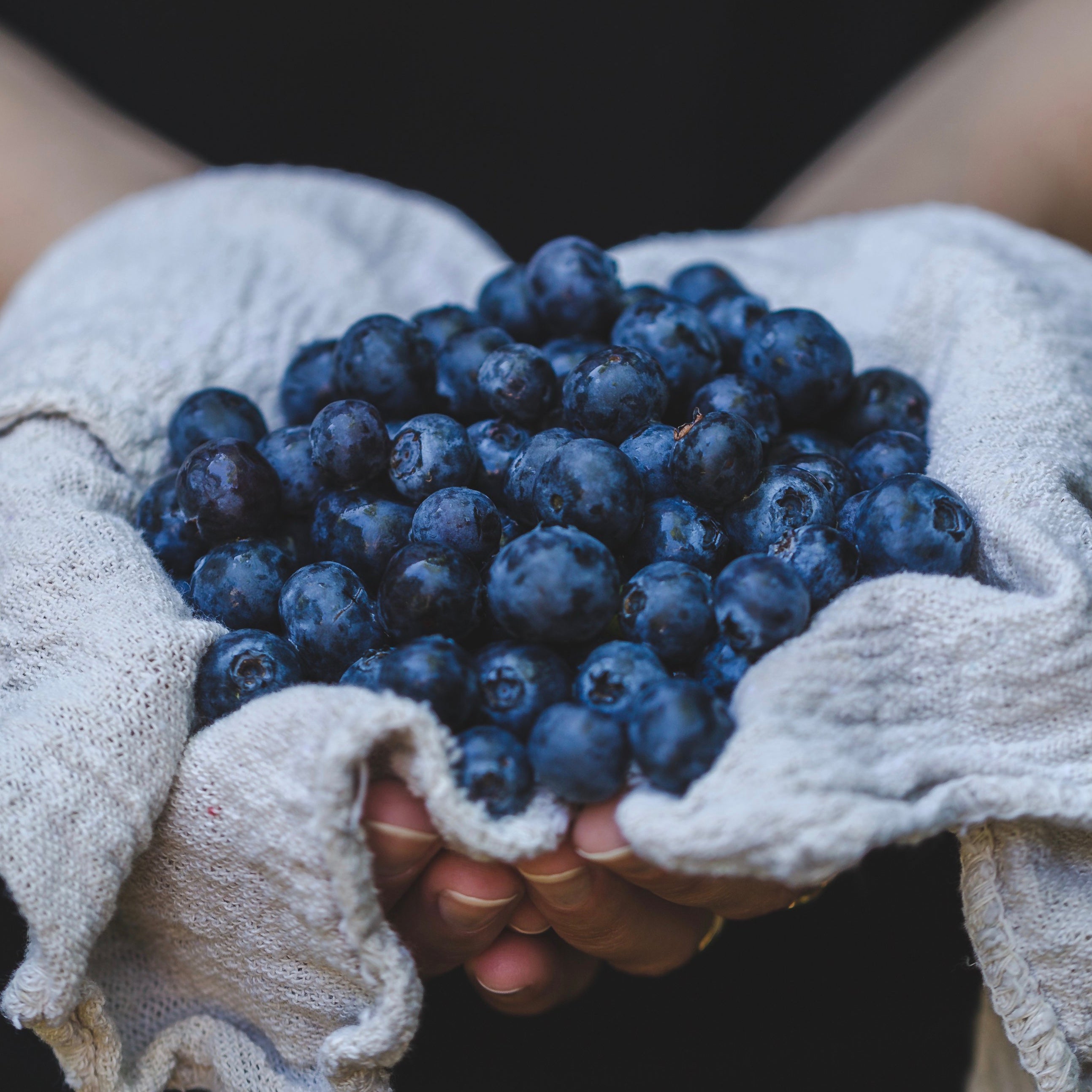 New Water Farms blueberry syrup is made from fresh-picked blueberries from the farm. It's perfect on pancakes, biscuits or anything you'd like to add a delicious taste of blueberry to.