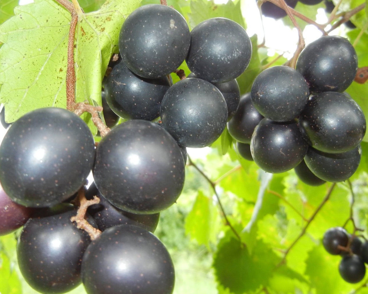 Muscadine Jelly